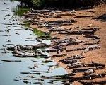 VÍDEO: O ressecamento do Pantanal