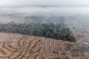 Ferrogrão: soja no coração da Amazônia e a contribuição para a mudança climática