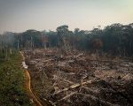 “Temos que parar o desmatamento já!”